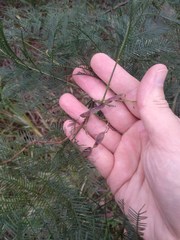Acacia decurrens