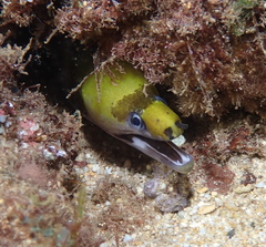 Gymnothorax rueppelliae
