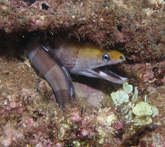 Gymnothorax rueppelliae