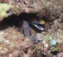 Gymnothorax rueppelliae