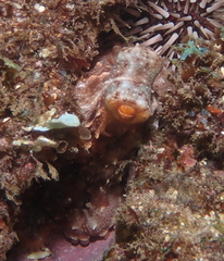 Callistoctopus ornatus
