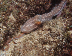 Callistoctopus ornatus