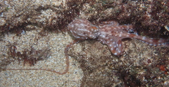Callistoctopus ornatus