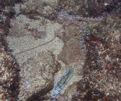 Callistoctopus ornatus