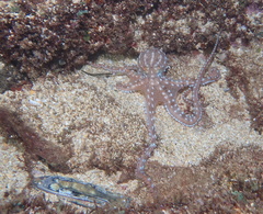 Callistoctopus ornatus