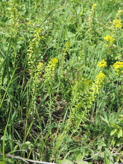 Pucciniaceae