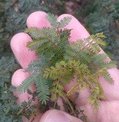 Acacia pubescens