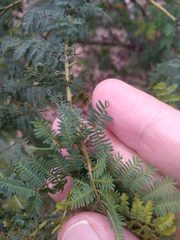 Acacia pubescens