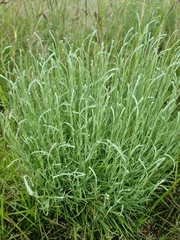 Calocephalus lacteus