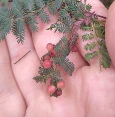 Austroacacidiplosis botrycephalae