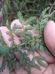 Acacia pubescens