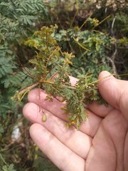 Acacia pubescens