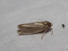 Xylorycta haplochroa