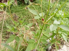 Coccinella transversalis