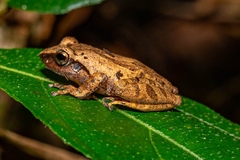 Pseudophilautus amboli