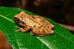 Pseudophilautus amboli