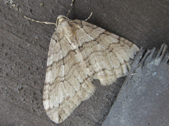 Operophtera relegata