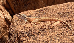 Ctenophorus caudicinctus