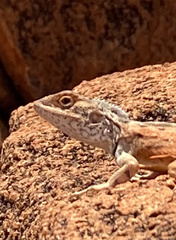 Ctenophorus caudicinctus