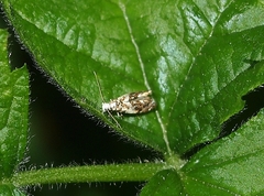 Eschatotypa derogatella