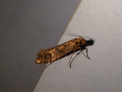 Archyala terranea