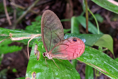 Cithaerias cliftoni