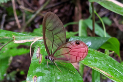 Cithaerias cliftoni