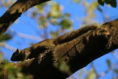 Callosciurus erythraeus