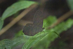 Pierella lamia chalybaea