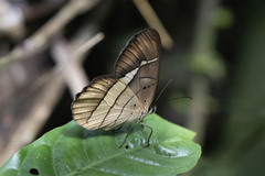 Pierella hortona