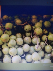 Melicoccus oliviformis