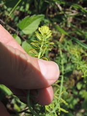 Pucciniaceae