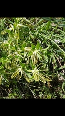 Brachystelma circinatum