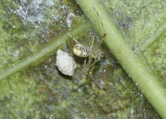 Meotipa spiniventris