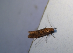 Archyala terranea