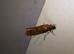 Archyala terranea