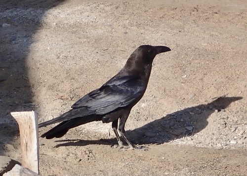 Brown-necked Raven