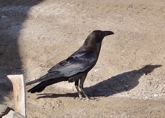Brown-Necked Raven photo 4