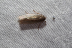 Xylorycta haplochroa