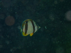 Chaetodon marleyi