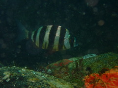 Diplodus hottentotus