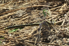 Phanogomphus oklahomensis