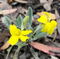 Goodenia robusta