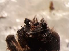 Osmia tricornis