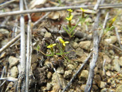 Rhynchopsidium sessiliflorum