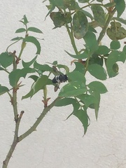 Megachile conjuncta