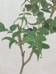 Megachile conjuncta