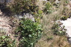 Anemonastrum biarmiense