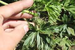 Anemonastrum biarmiense