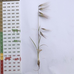 Bouteloua megapotamica